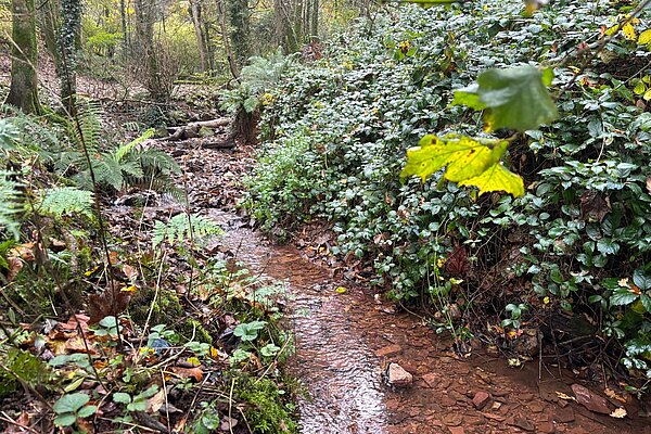A picture of Occombe Valley Woods